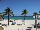 Palm trees on the beach.